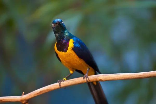 Golden-breasted Starling — Stock Photo, Image