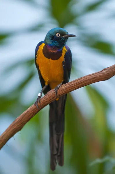 Petto d'oro Starling — Foto Stock