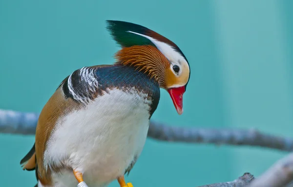 Mandarin Duck — Stock Photo, Image