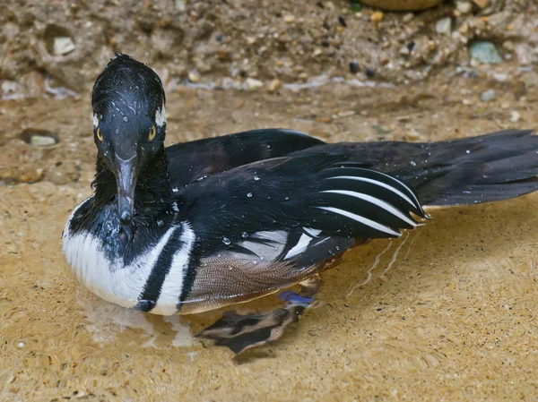 Hooded Merganser — Stock Photo, Image