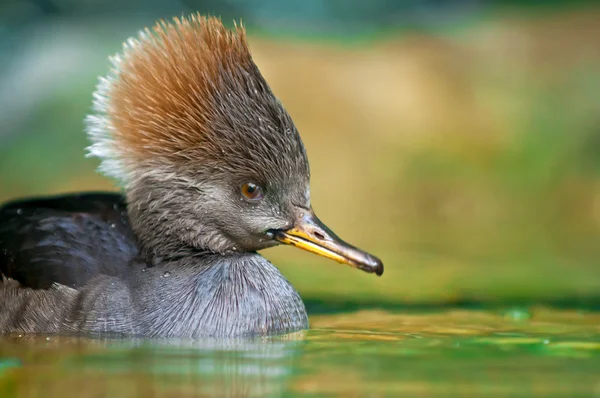 Hætteklædte Merganser - Stock-foto