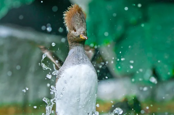 Hooded Merganser — Stock Photo, Image