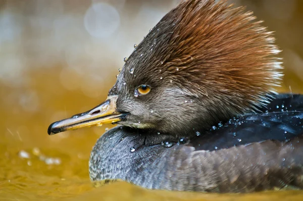 Merganser con capucha —  Fotos de Stock