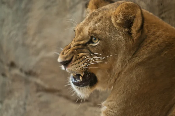 Lionne en colère — Photo