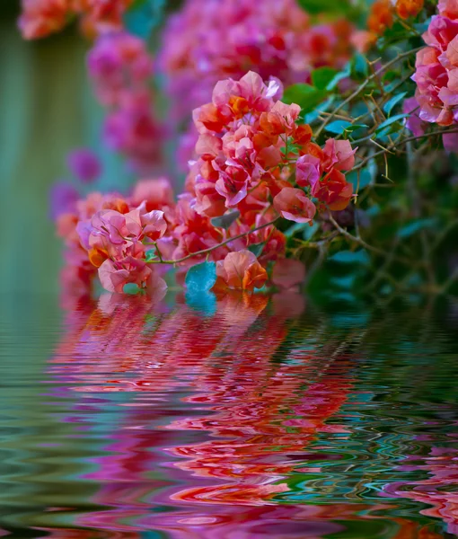 Reflejos florales — Foto de Stock