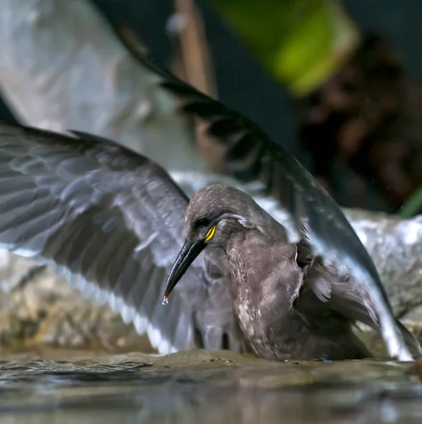 Inca Tern — Stock Photo, Image