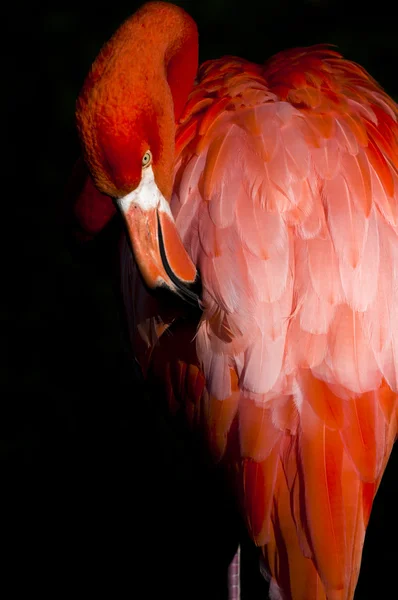 Flamingo — Foto de Stock