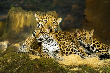 Jaguar yavrularını