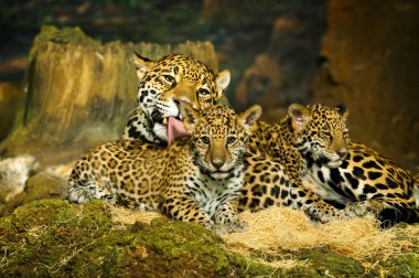 Jaguar yavrularını