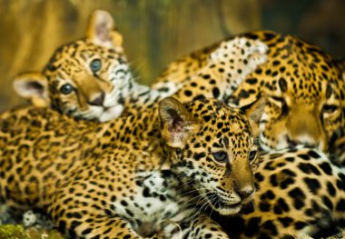 Jaguar yavrularını