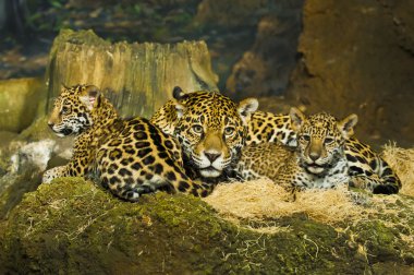 Jaguar yavrularını