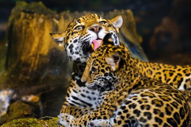 Jaguar yavrularını