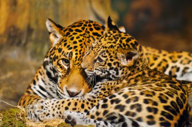 Jaguar yavrularını