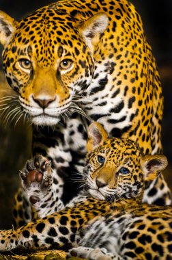 Jaguar yavrularını