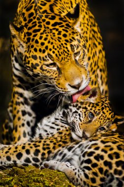 Jaguar yavrularını