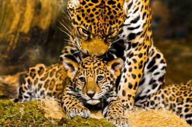 Jaguar yavrularını