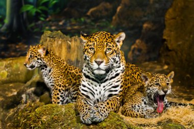 Jaguar yavrularını
