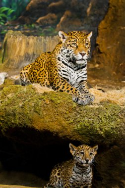 Jaguar yavrularını