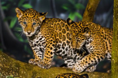 Jaguar yavrularını