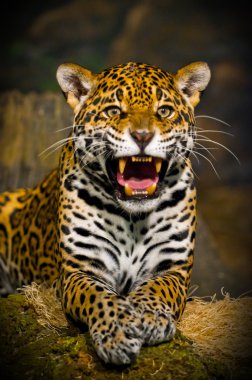 Jaguar yavrularını