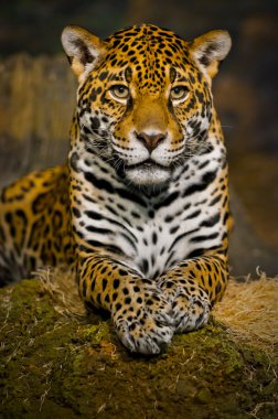 Jaguar yavrularını