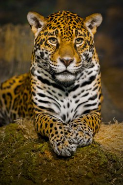 Jaguar Cubs clipart