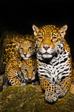 Jaguar yavrularını
