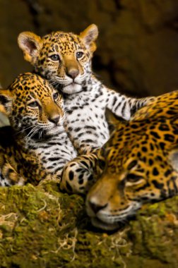 Jaguar yavrularını