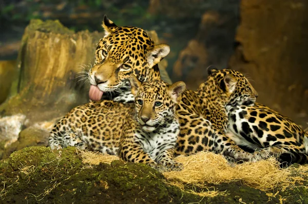 Louveteaux Jaguar — Photo