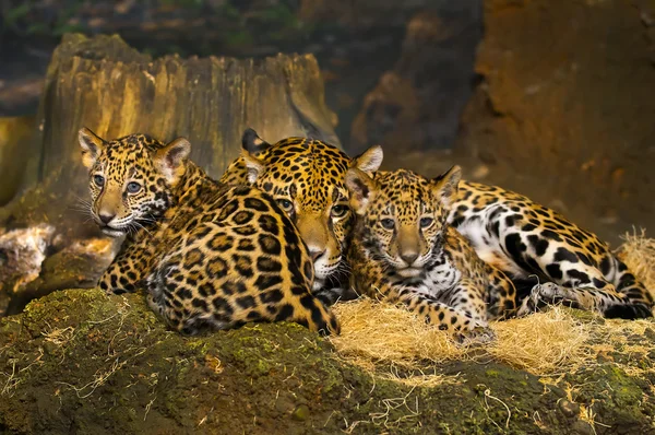 Cachorros de Jaguar —  Fotos de Stock