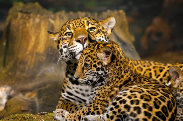 Jaguar mláďata — Stock fotografie