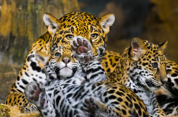 Jaguar Cubs — Stock Photo, Image