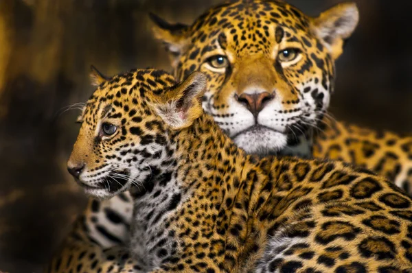 Jaguar mláďata — Stock fotografie