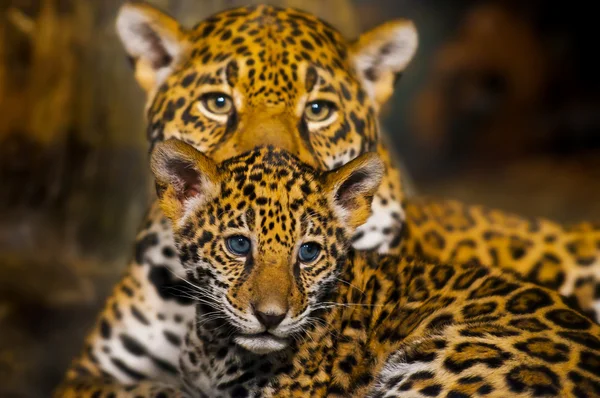 Jaguar mláďata — Stock fotografie