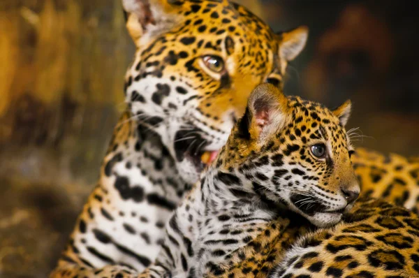 Cachorros de Jaguar —  Fotos de Stock