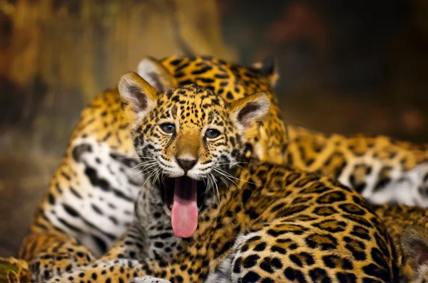 Jaguar ungar — Stockfoto