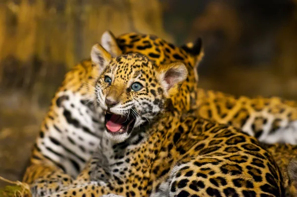 Cachorros de Jaguar — Foto de Stock