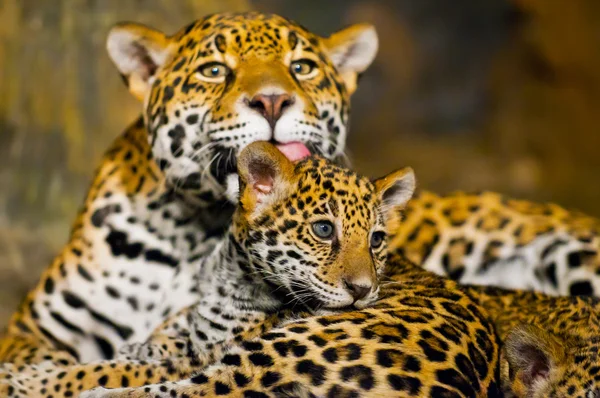 Cachorros de Jaguar — Foto de Stock