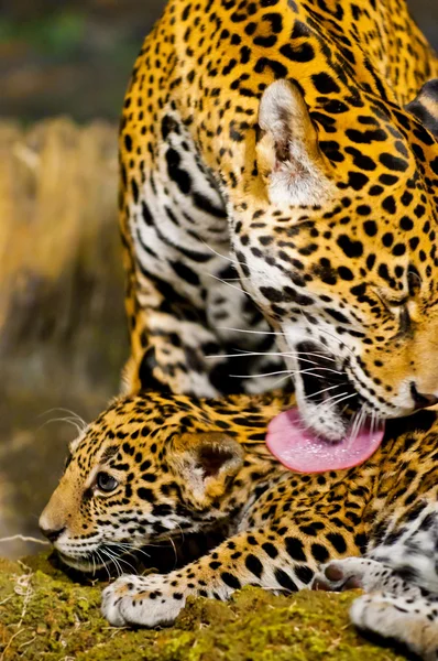 Jaguar yavrularını — Stok fotoğraf