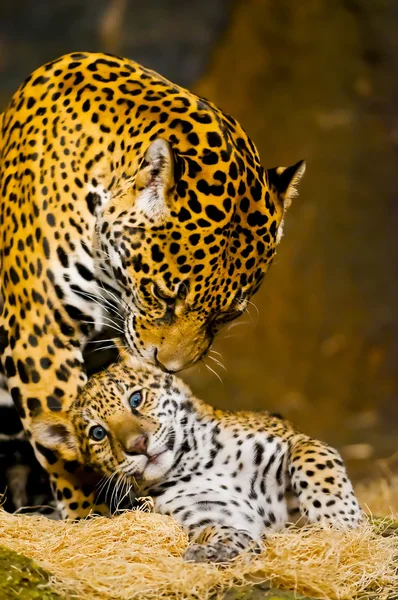 Jaguar-Junge — Stockfoto