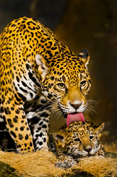 Jaguar welpen — Stockfoto