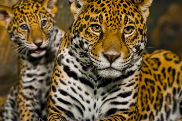 Jaguar Cubs — Stock Photo, Image