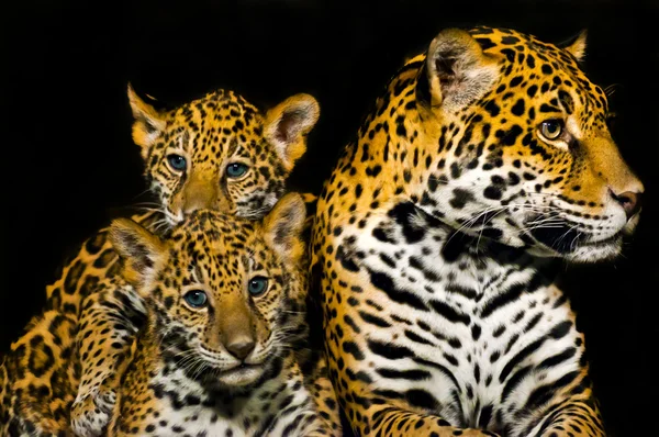 Cachorros de Jaguar — Foto de Stock