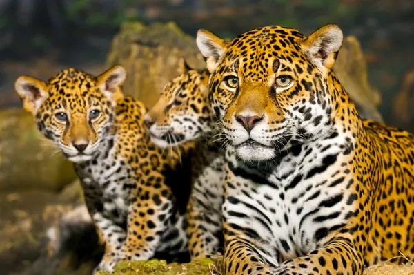 Cachorros de Jaguar — Foto de Stock