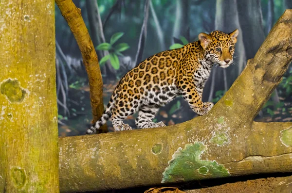 Jaguar młode — Zdjęcie stockowe