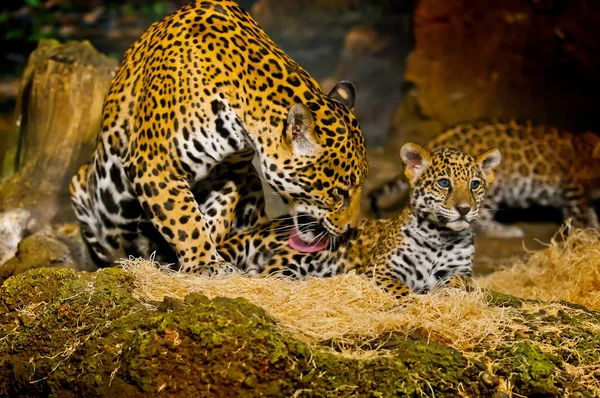 Jaguar welpen — Stockfoto
