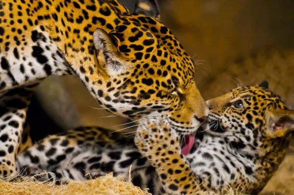 Jaguar yavrularını — Stok fotoğraf
