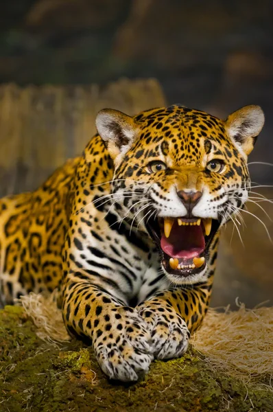 Jaguar ungar — Stockfoto