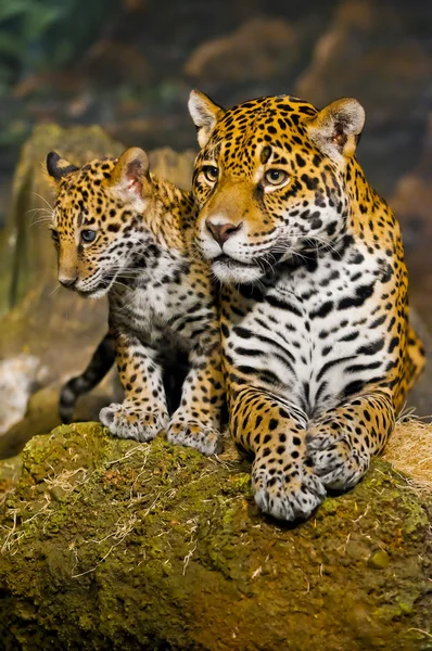 Cuccioli di giaguaro — Foto Stock