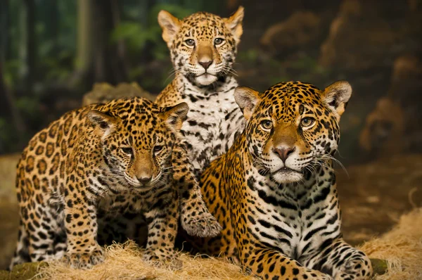 Jaguar rodina — Stock fotografie